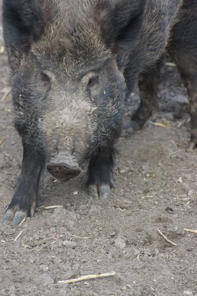 猪・ イノシシ — ストック写真