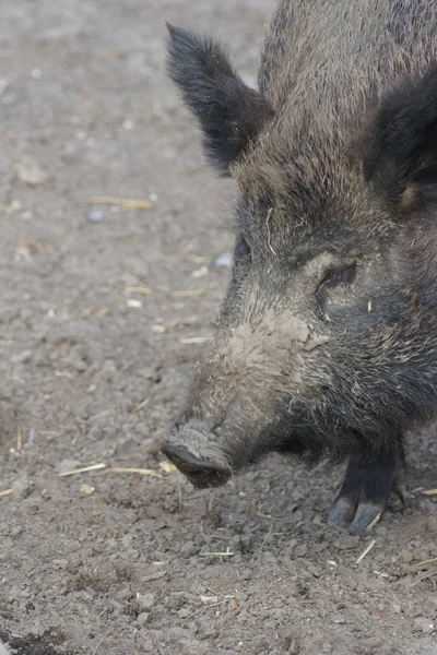 Jabalí - Sus scrofa — Foto de Stock