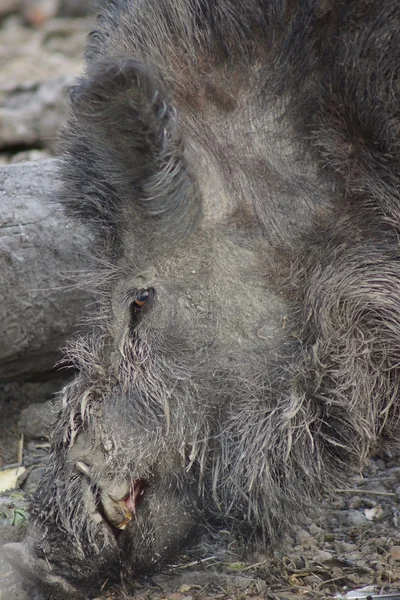 Yaban domuzu - sus scrofa — Stok fotoğraf