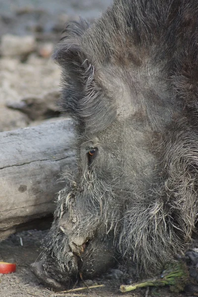 Wild zwijn - sus scrofa — Stockfoto