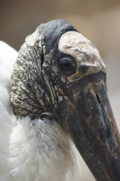 Wood Stork - Mycteria americana — Stock Photo, Image