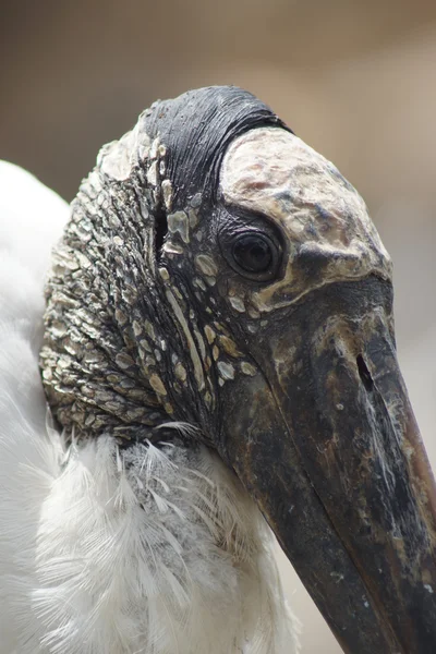Wood Stork - Mycteria americana — Stock Photo, Image