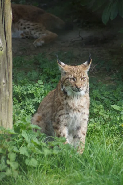 Kárpáti hiúzt - Lynx lynx carpathicus — Stock Fotó