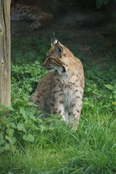 Karpat Lynx - Lynx lynx carpathicus — Stok fotoğraf