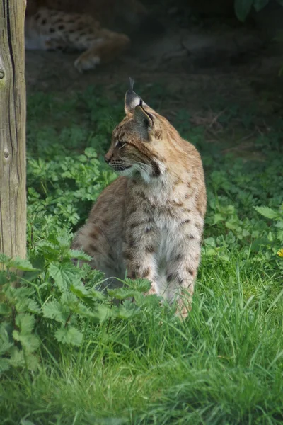 喀尔巴阡猞猁-猞猁猞猁 carpathicus — 图库照片