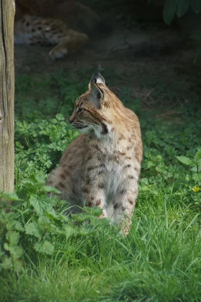 Karpaten-Luchs - Luchs-Luchs carpathicus — Stockfoto