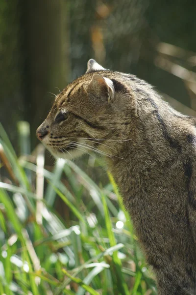 Gato de pesca - Prionailurus viverrinus — Fotografia de Stock