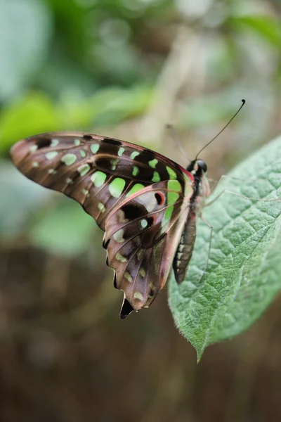 Зелений Jay - Агамемнона Graphium — стокове фото