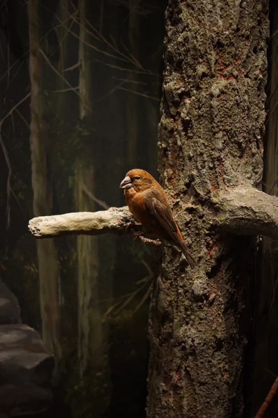 Crossbill rojo - Loxia curvirostra —  Fotos de Stock