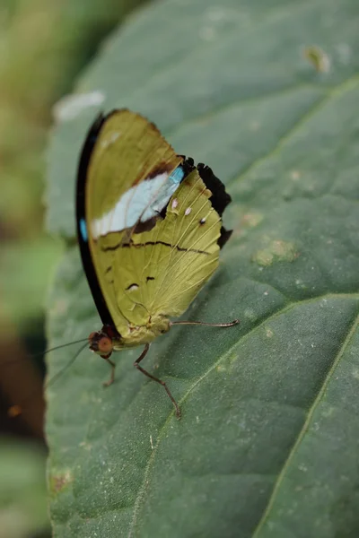 Közös Olivewing - Nessaea aglaura Stock Kép