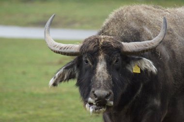 Asya su aygırı - Bubalus bubalis