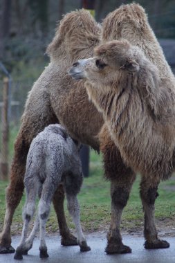 Bactrian Camel - Camelus bactrianus clipart