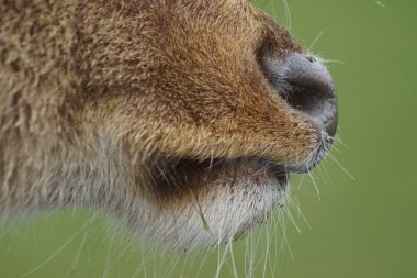 Barasingha - Cervus duvaucelii