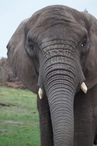 Elefante africano - Loxodonta Africana — Foto de Stock