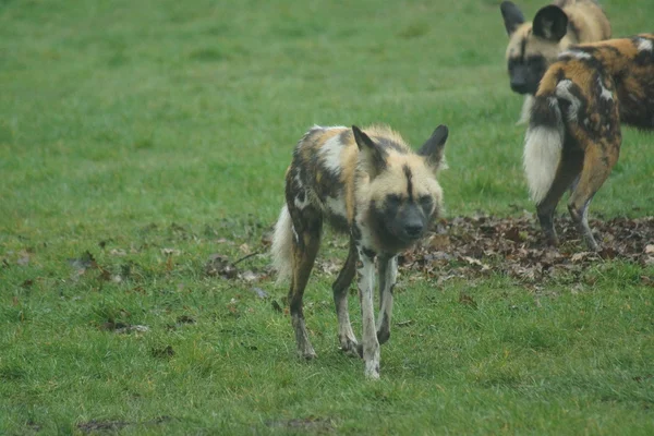 African Hunting Dog - Lycaon pictus — Stock Photo, Image