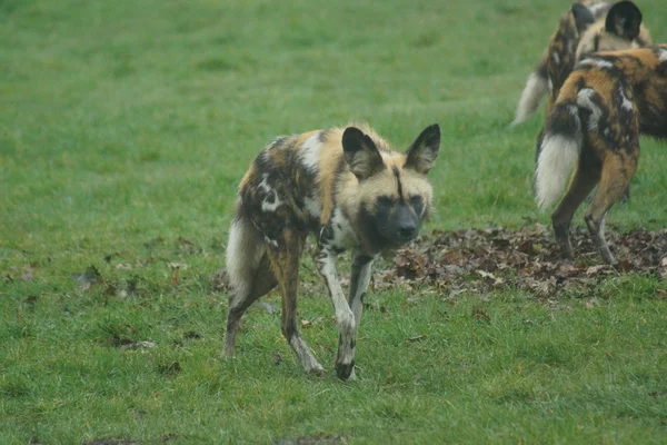 Perro de caza africano - Lycaon pictus — Foto de Stock