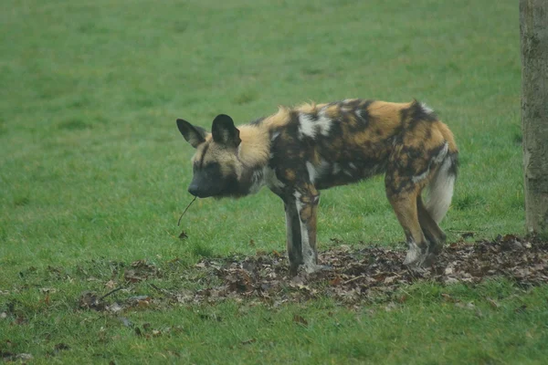 Perro de caza africano - Lycaon pictus — Foto de Stock