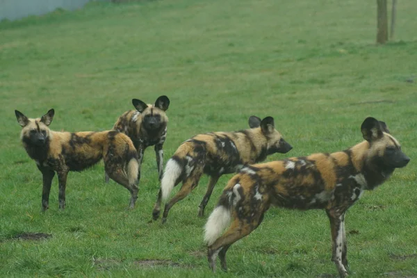 African Hunting Dog - Lycaon pictus — Stock Photo, Image