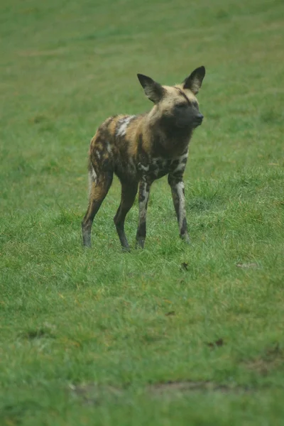 Afrikaanse jachthond - lycaon pictus — Stockfoto