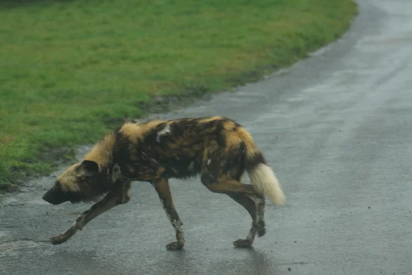 Perro de caza africano - Lycaon pictus —  Fotos de Stock