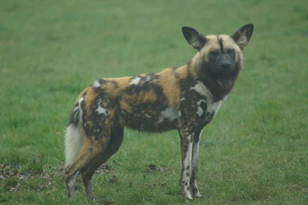 Cane da caccia africano - Lycaon pictus — Foto Stock