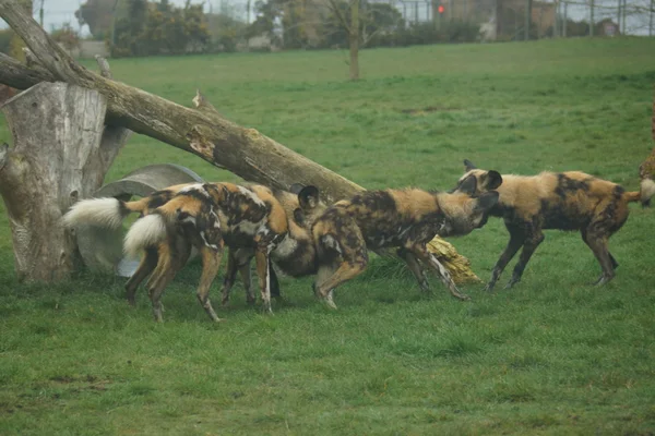 Afrikanischer Jagdhund - lycaon pictus — Stockfoto