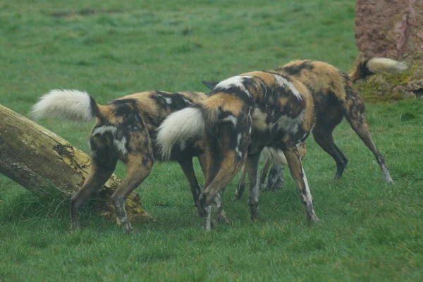 Perro de caza africano - Lycaon pictus —  Fotos de Stock