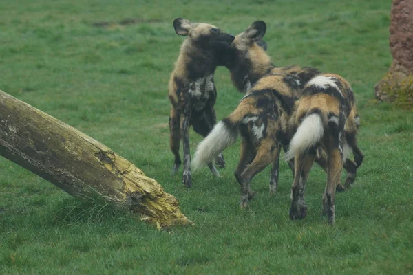 African Hunting Dog - Lycaon pictus — Stock Photo, Image