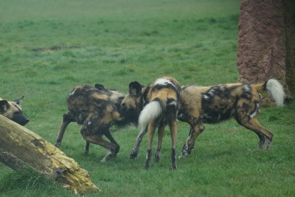 Cane da caccia africano - Lycaon pictus — Foto Stock