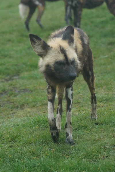 Afrikaanse jachthond - lycaon pictus — Stockfoto