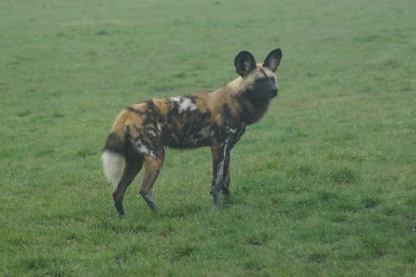 African Hunting Dog - Lycaon pictus — Stock Photo, Image