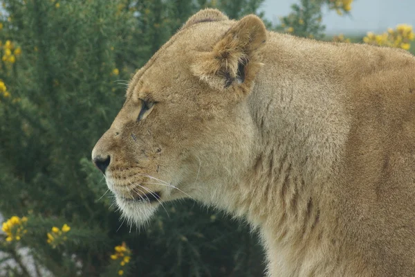 León africano - Panthera leo —  Fotos de Stock