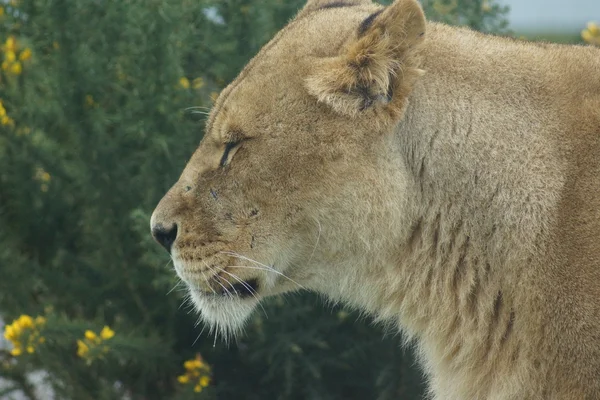 Africké lva - panthera leo — Stock fotografie