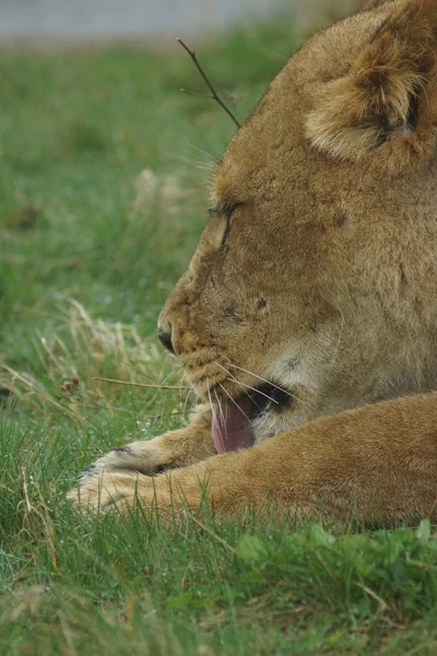 Afrikaanse leeuw - panthera leo — Stockfoto