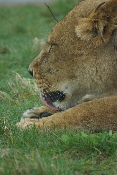 Afrikaanse leeuw - panthera leo — Stockfoto