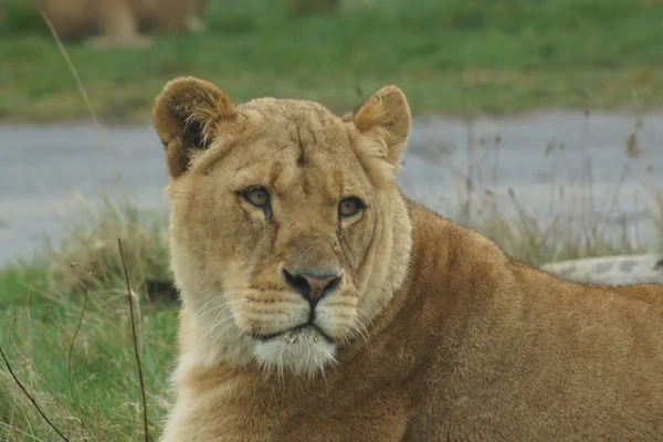 Αφρικανικό λιοντάρι - panthera leo — Φωτογραφία Αρχείου