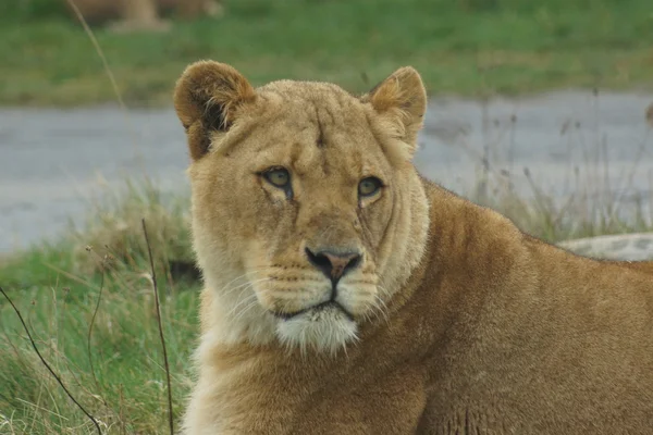 Leone africano - Panthera leo — Foto Stock