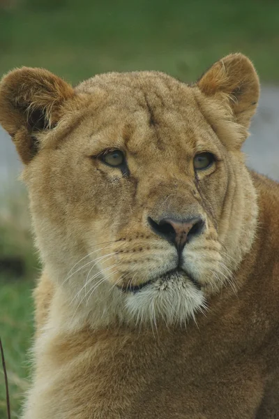 Африканский льон - Panthera leo — стоковое фото