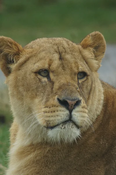 Leone africano - Panthera leo — Foto Stock