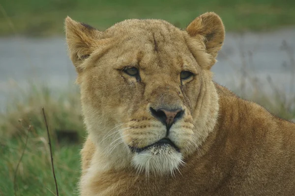 Afrikaanse leeuw - panthera leo — Stockfoto