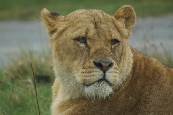 Afrikaanse leeuw - panthera leo — Stockfoto