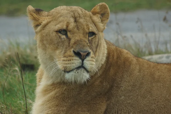 Африканский льон - Panthera leo — стоковое фото