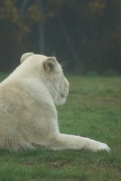 Vit afrikanska lejon - Panthera leo — Stockfoto