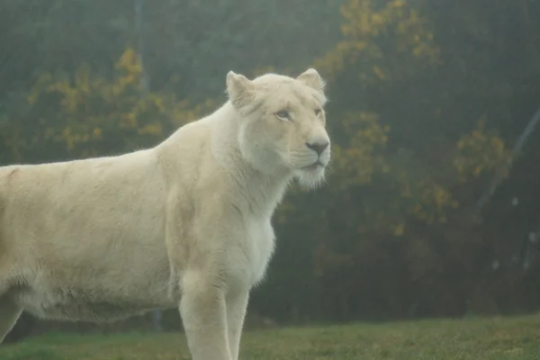 Leone africano bianco - Panthera leo — Foto Stock