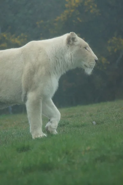 ホワイト ライオン - ライオン — ストック写真