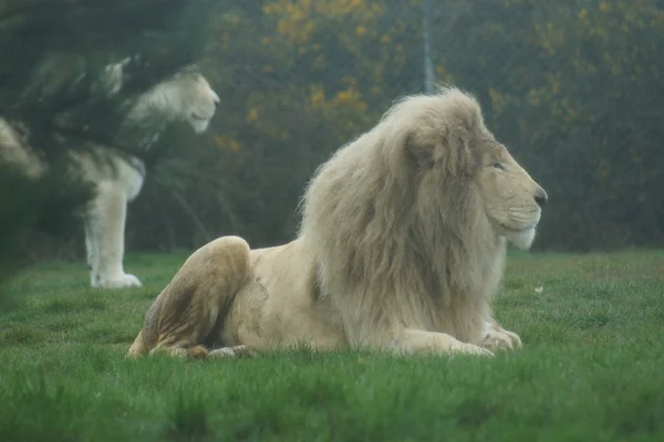 White African Lion - Panthera leo — Stock Photo, Image