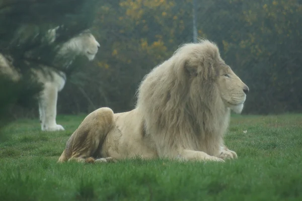 Weißer afrikanischer Löwe - panthera leo — Stockfoto