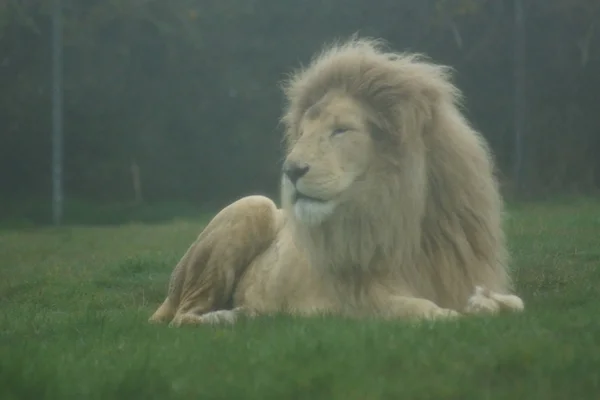 Bílá afrického lva - Panthera leo — Stock fotografie