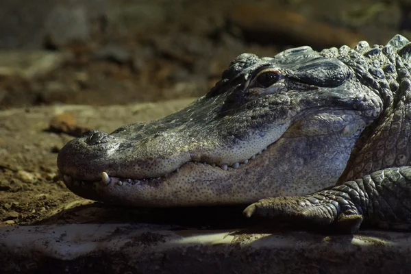 Amerikansk alligator - alligator mississippiensis — Stockfoto