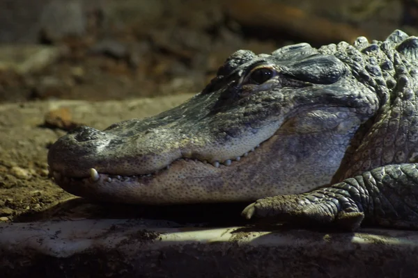 Amerikansk alligator - alligator mississippiensis — Stockfoto